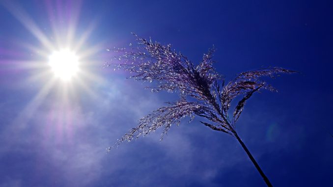 canicule
