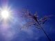 canicule